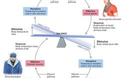国外内部控制研究有何核心进展？