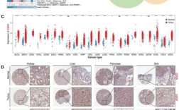 成纤维细胞衰老研究有哪些关键参考文献？