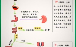 脾胃研究方向有哪些？