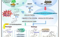 天然产物研究与开发有何新突破？