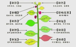 植物营养与肥料研究现状如何？