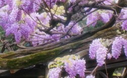 苏州藤本植物品种研究