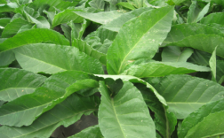 Android种植管理参考文献有哪些？