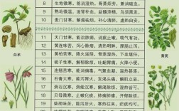 最新中草药百科参考文献汇编，传统智慧与现代科研融合的权威指南