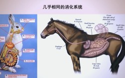 中英动物隐喻差异何在？