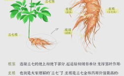 文山三七产业研究意义何在？