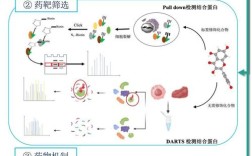 研究机体对药物作用称为什么？