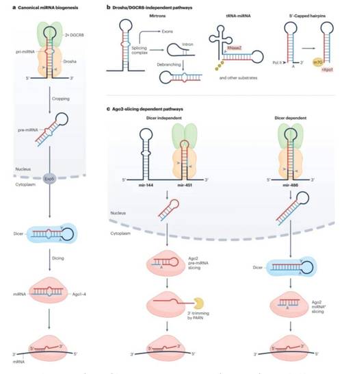 miRNA研究方法有哪些？如何选择最优方法？