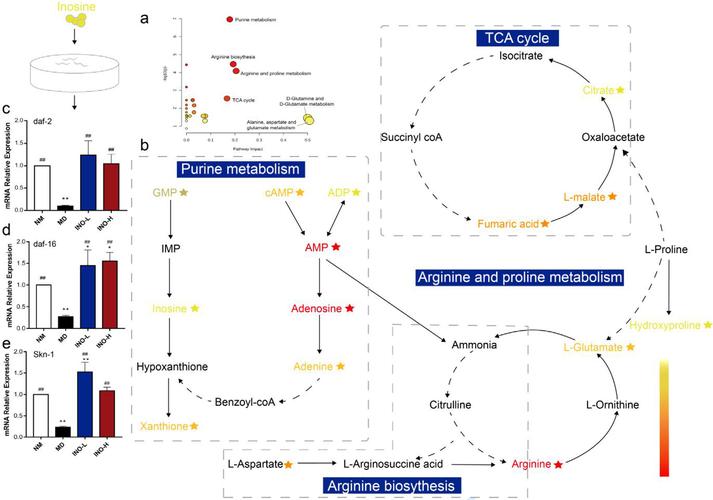 生物pathway研究如何高效解析关键机制？-图2