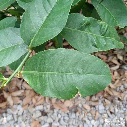 芦丁国外研究现状如何？-图3