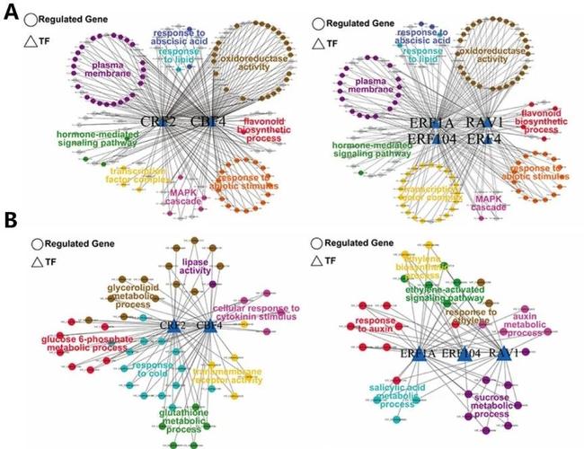 组块记忆国外研究现状如何?-图2 组块记忆国外研究现状如何?-图2
