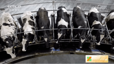 近十年奶牛挤奶技术研究进展，从传统工艺到智能化管理的文献综述-图2