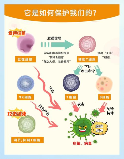 细胞与分子免疫研究前沿,从机制探索到临床转化的热点聚焦与未来展望-图1 细胞与分子免疫研究前沿,从机制探索到临床转化的热点聚焦与未来展望-图1