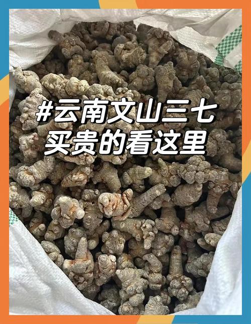 文山三七产业研究意义何在？-图2