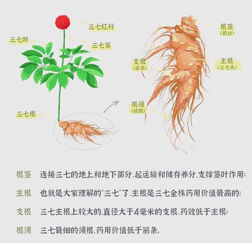 文山三七产业研究意义何在？-图1