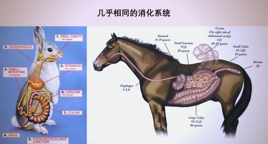 中英动物隐喻差异何在?-图1 中英动物隐喻差异何在?-图1