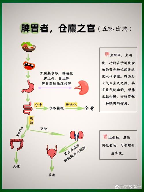脾胃研究方向有哪些？-图1