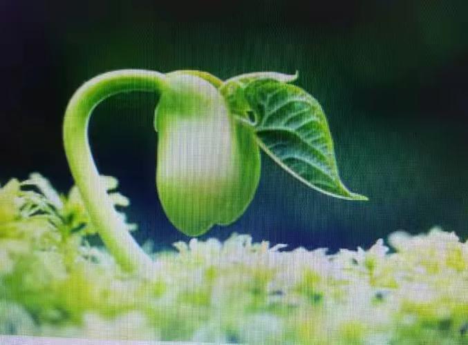 绿色教育年度计划小班如何制定？-图1