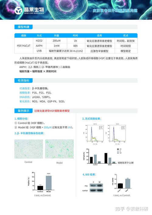 成纤维细胞衰老研究有哪些关键参考文献?-图2 成纤维细胞衰老研究有哪些关键参考文献?-图2