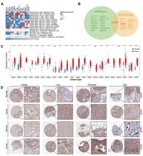 成纤维细胞衰老研究有哪些关键参考文献?-图1 成纤维细胞衰老研究有哪些关键参考文献?-图1