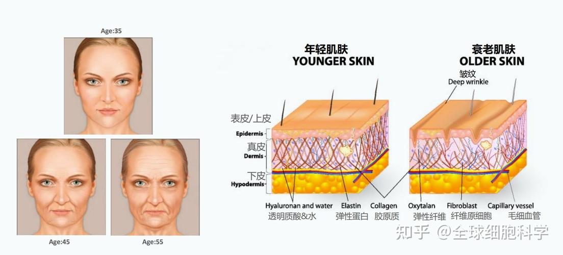 成纤维细胞衰老研究有哪些关键参考文献?-图3 成纤维细胞衰老研究有哪些关键参考文献?-图3