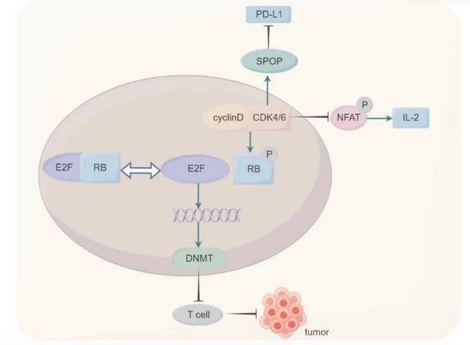 肿瘤的耐药机制研究进展-图1