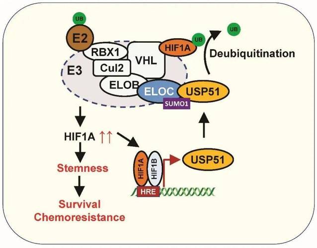 肿瘤的耐药机制研究进展-图2