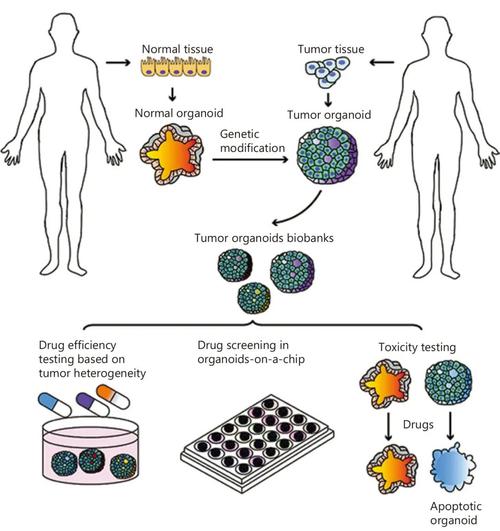 天然产物研究与开发投稿要求有哪些？-图2