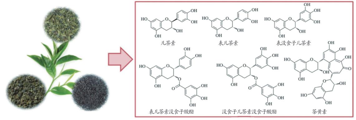茶中茶多酚的研究论文-图2