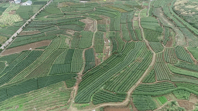 茶叶出口国内研究动态如何?-图2 茶叶出口国内研究动态如何?-图2