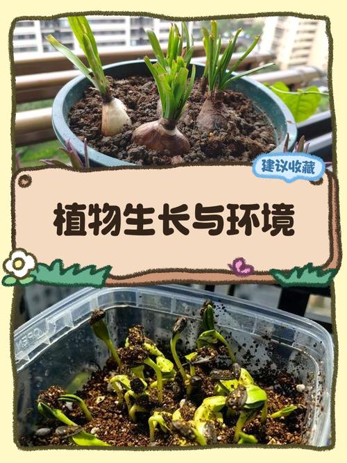 花盆效应如何限制教育生态的真实发展？-图1