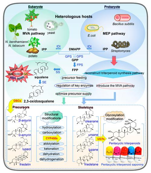 天然产物研究与开发有何新突破？-图1