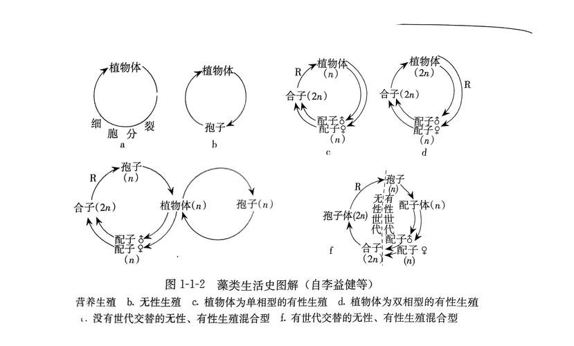 藻世代计算参考文献有哪些关键应用？-图1