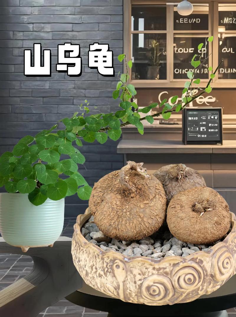 苏州藤本植物品种研究-图2