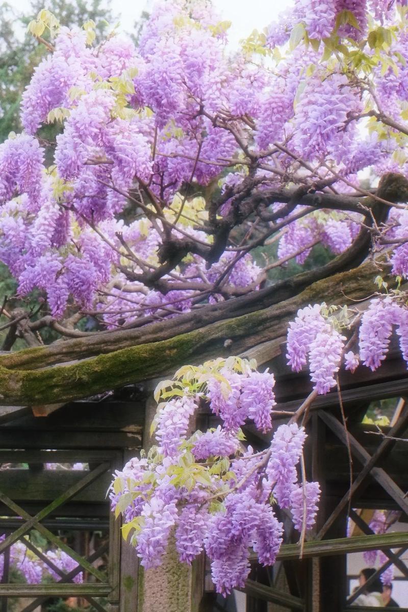 苏州藤本植物品种研究-图1