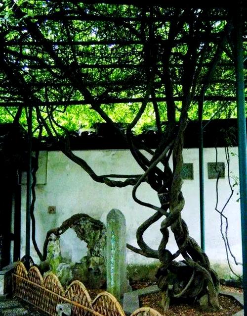 苏州藤本植物品种研究-图3