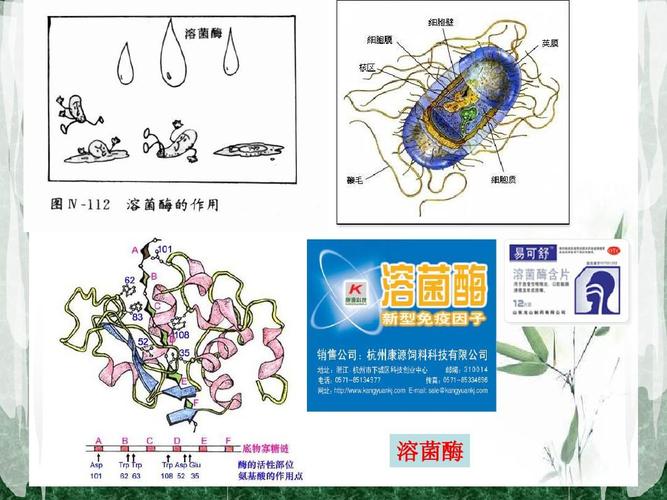 酶工程研究应用现状与未来方向如何？-图2